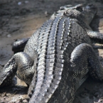 _800Mt Borradaile - Cooper Creek_5640_m_Crocodile